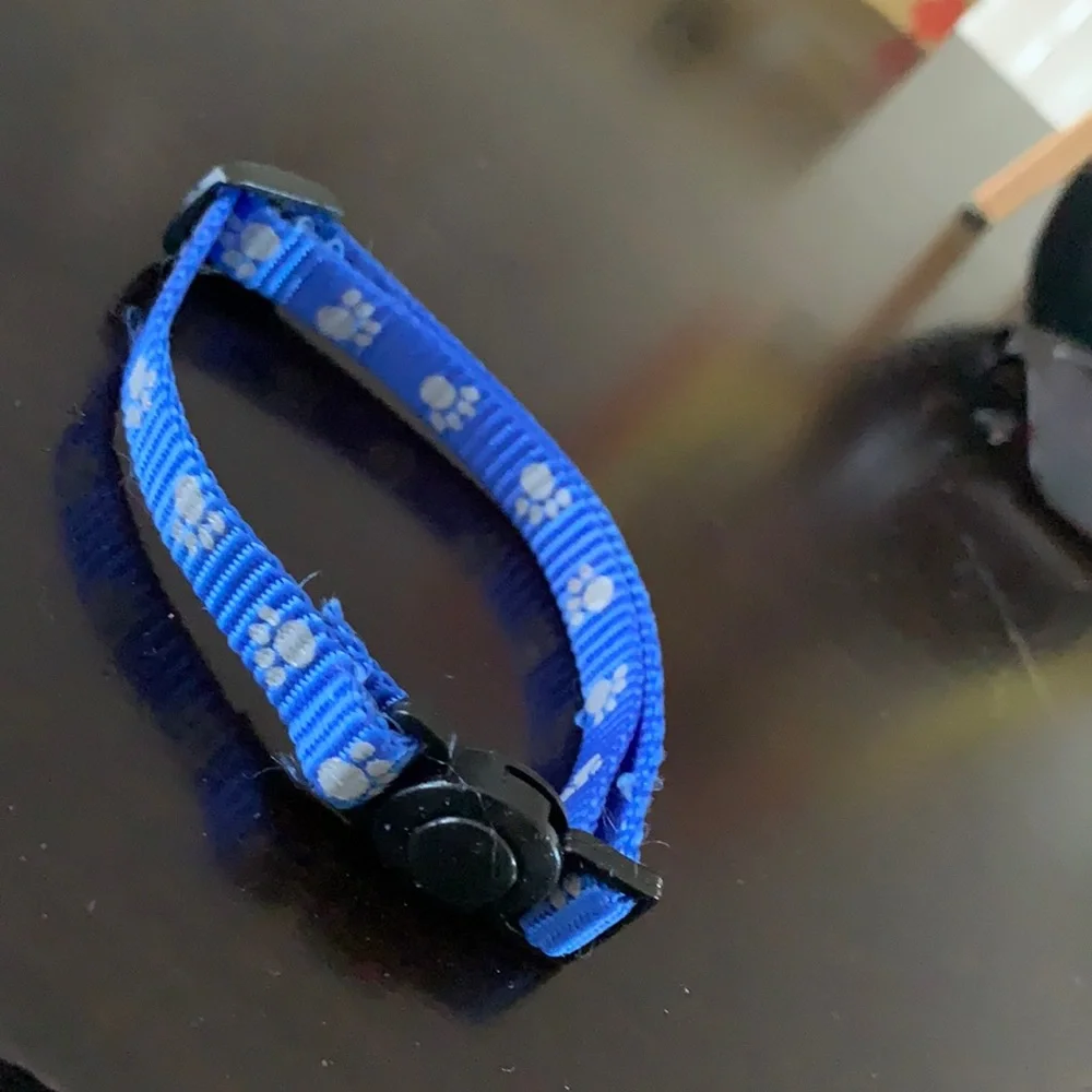 Kitten Collar
